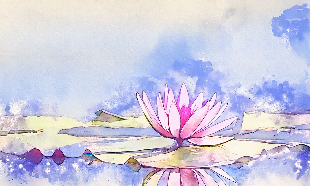 lotus on a pond